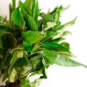 Molokhia leaves