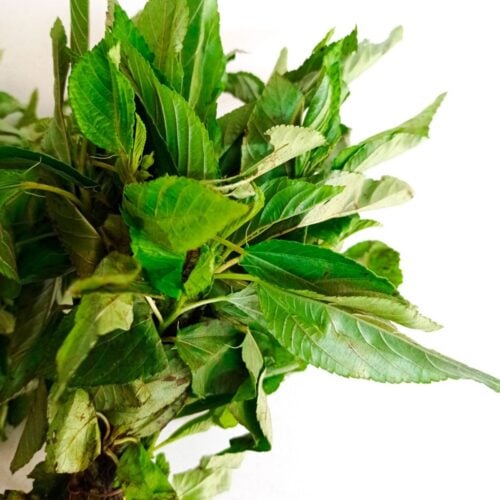 Molokhia leaves