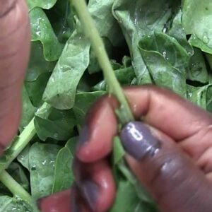 Sukuma wiki leaves and stems.